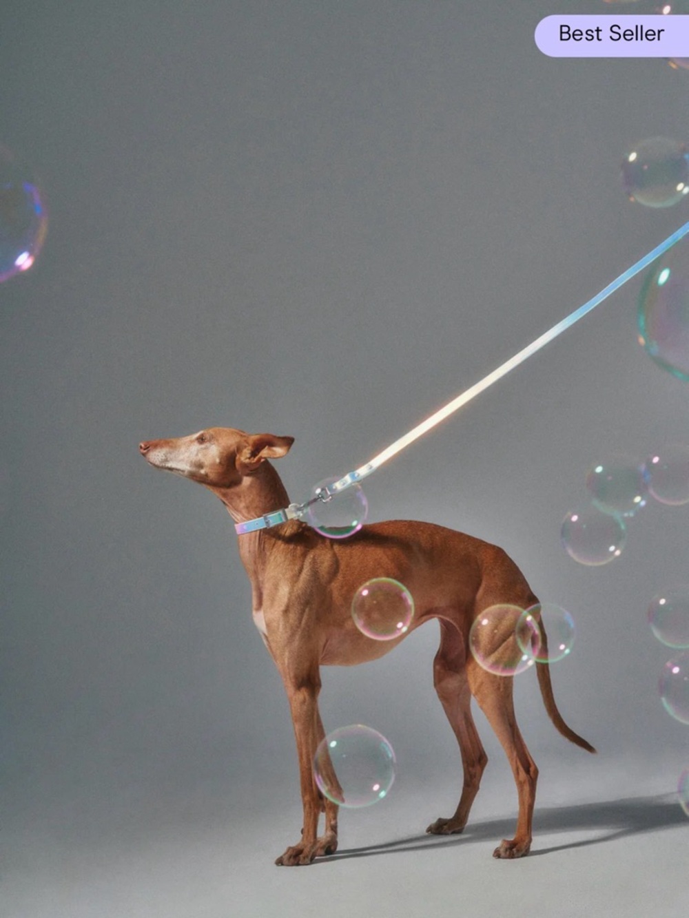 Wild One Holographic White Solar Dog Leash (SM) & Dream Collar Flair 👾🪩